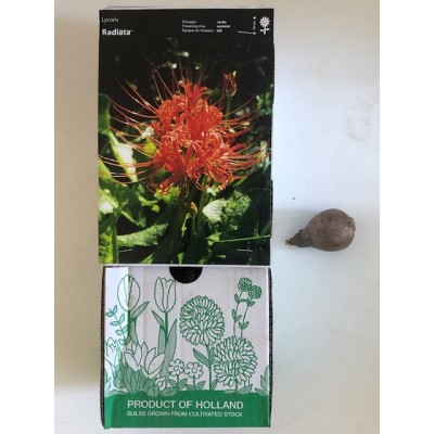 S.BOLBO LYCORIS - UNIDADE