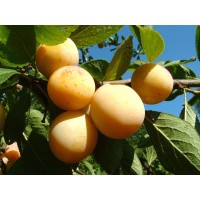 S.ARVORE FRUTO -AMEIXOEIRA S.ARVORE FRUTO -AMEIXOEIRA