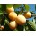 S.ARVORE FRUTO -AMEIXOEIRA