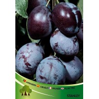 S.ARVORE FRUTO -AMEIXOEIRA S.ARVORE FRUTO -AMEIXOEIRA
