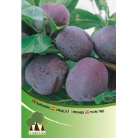 S.ARVORE FRUTO -AMEIXOEIRA S.ARVORE FRUTO -AMEIXOEIRA