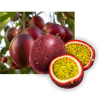 S.ARVORE FRUTO -MARACUJA - VASO