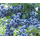 S.ARVORE FRUTO -MIRTILO EM VASO