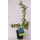 S.ARVORE FRUTO -MYRTILLUS DUKE ENV