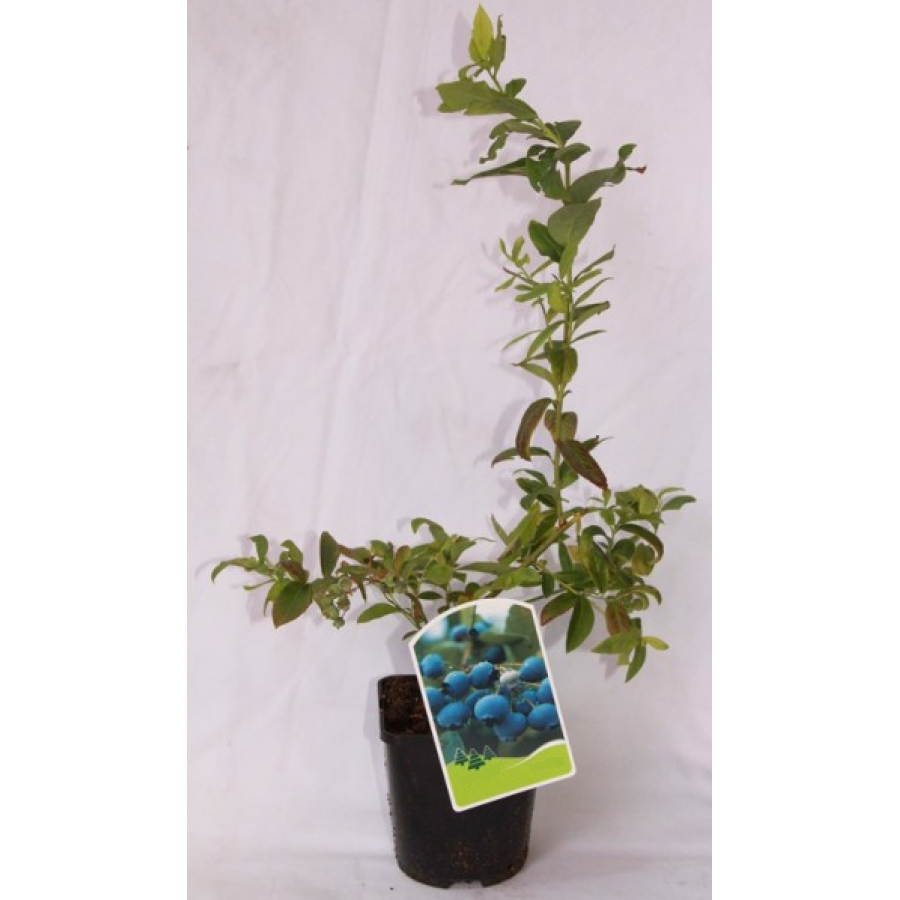 S.ARVORE FRUTO -MYRTILLUS DUKE ENV