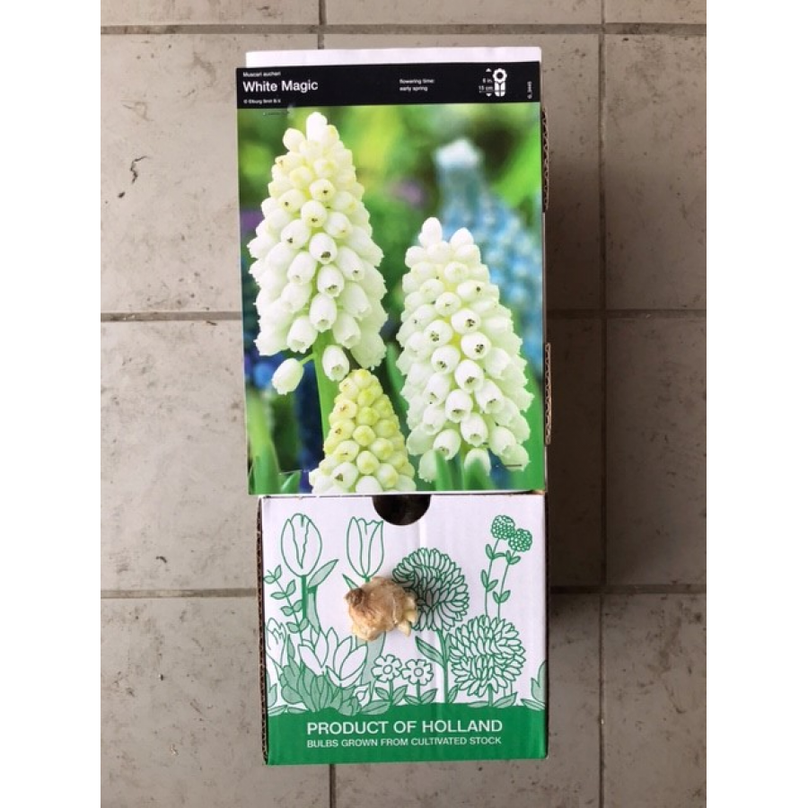 S.BOLBO MUSCARI - UNIDADE S.BOLBO MUSCARI - UNIDADE