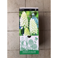 S.BOLBO DC MUSCARI - CAIXA 100 UNIDADES S.BOLBO DC MUSCARI - CAIXA 100 UNIDADES