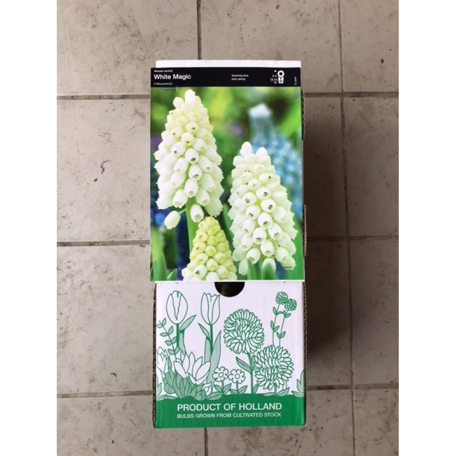 S.BOLBO DC MUSCARI - CAIXA 100 UNIDADES S.BOLBO DC MUSCARI - CAIXA 100 UNIDADES