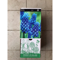 S.BOLBO DC MUSCARI - CAIXA 100 UNIDADES S.BOLBO DC MUSCARI - CAIXA 100 UNIDADES