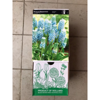 S.BOLBO DC MUSCARI - CAIXA 100 UNIDADES S.BOLBO DC MUSCARI - CAIXA 100 UNIDADES