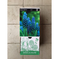 S.BOLBO DC MUSCARI - CAIXA 100 UNIDADES S.BOLBO DC MUSCARI - CAIXA 100 UNIDADES