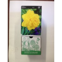S.BOLBO DC NARCISOS DOBRADOS - CAIXA 30 UNIDADES S.BOLBO DC NARCISOS DOBRADOS - CAIXA 30 UNIDADES