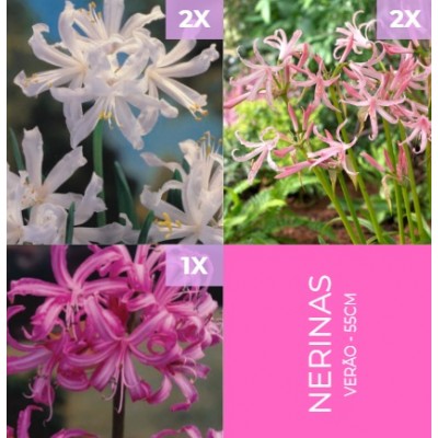 S.BOLBO GR NERINE MIX - CAIXA 100 UNIDADES