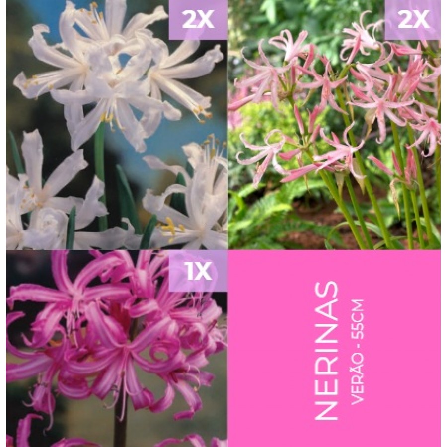 S.BOLBO GR NERINE MIX - CAIXA 100 UNIDADES