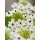 S.BOLBO DC ORNITHOGALUM ARABICO   - CAIXA 50 UNIDADES