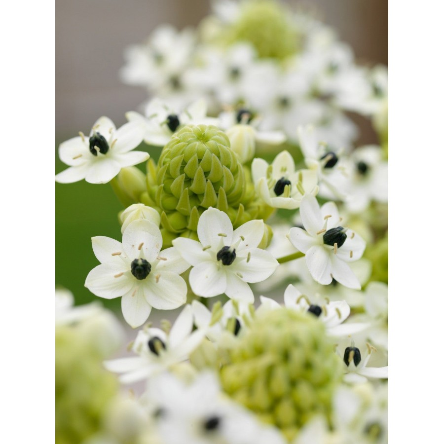 S.BOLBO DC ORNITHOGALUM ARABICO   - CAIXA 50 UNIDADES