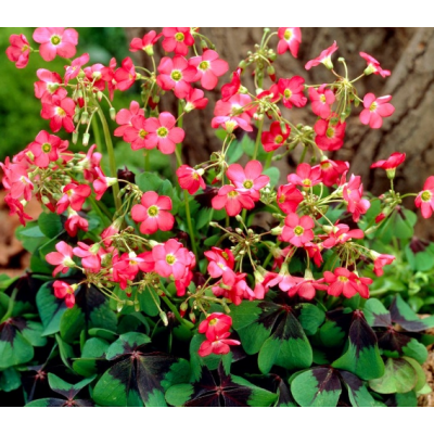S.BOLBO SAQUETA OXALIS