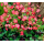 S.BOLBO SAQUETA OXALIS