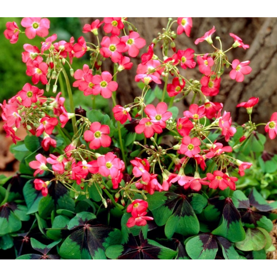 S.BOLBO SAQUETA OXALIS S.BOLBO SAQUETA OXALIS