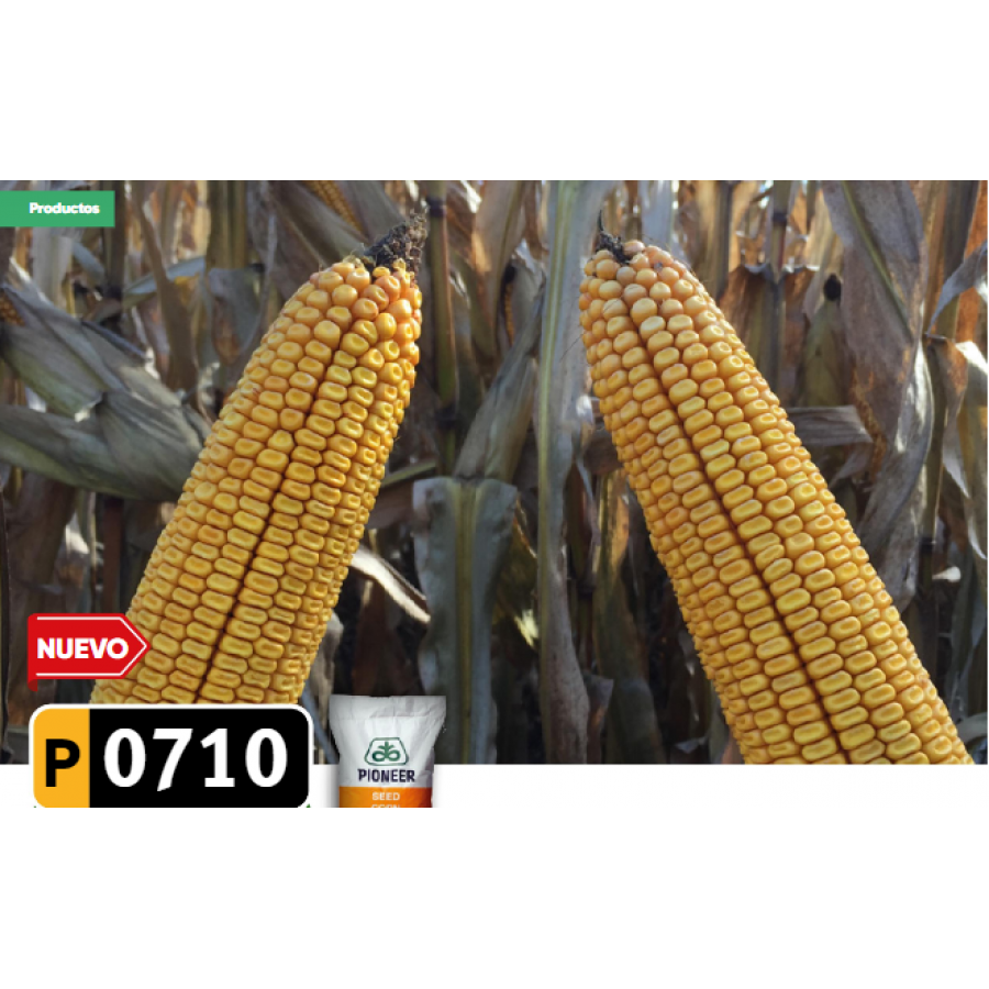 S.MILHO HIBRIDO PIONEER P0710 IST - 50 MK S.MILHO HIBRIDO PIONEER P0710 IST - 50 MK