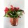 VASO DE FLOR DE BEGONIAS