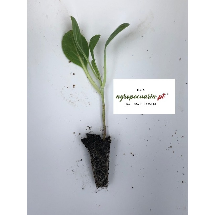 S.PLANTA PENCA PAO ACUCAR - UNIDADE S.PLANTA PENCA PAO ACUCAR - UNIDADE