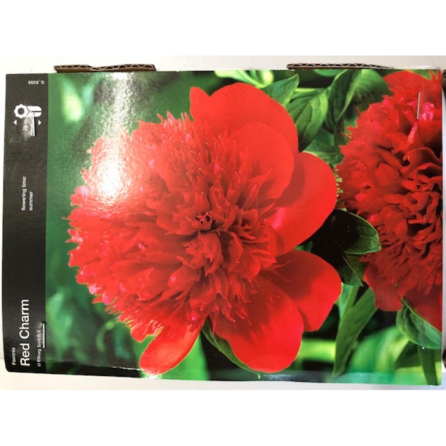 S.BOLBO PEONIAS - UNIDADE S.BOLBO PEONIAS - UNIDADE