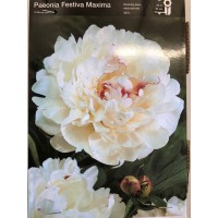 S.BOLBO PEONIAS - UNIDADE S.BOLBO PEONIAS - UNIDADE