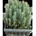 S.PLANTA PINHEIRO MANSO (PINUS PINEA) EM TABULEIRO 54 UNID.