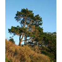 S.PLANTA PINHEIRO RADIATA (PINUS INSIGNE) - UNIDADE S.PLANTA PINHEIRO RADIATA (PINUS INSIGNE) - UNIDADE