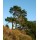 S.PLANTA PINHEIRO RADIATA (PINUS INSIGNE) - UNIDADE