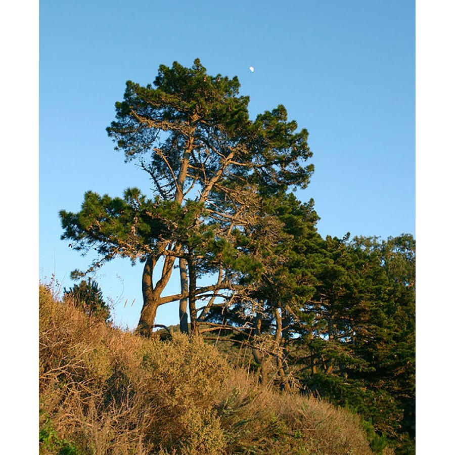 S.PLANTA PINHEIRO RADIATA (PINUS INSIGNE) - UNIDADE S.PLANTA PINHEIRO RADIATA (PINUS INSIGNE) - UNIDADE