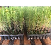 S.PLANTA PINHEIRO RADIATA (PINUS INSIGNE) - UNIDADE S.PLANTA PINHEIRO RADIATA (PINUS INSIGNE) - UNIDADE