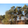 S.PLANTA PINHEIRO SYLVESTRIS (PINUS SYLVESTRIS) - UNIDADE