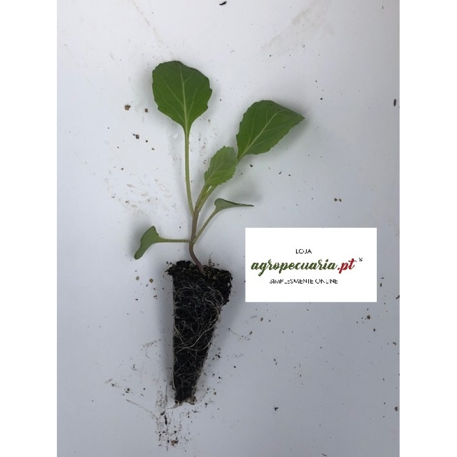 S.PLANTA REPOLHO ( CORAÇÃO ) - UNIDADE S.PLANTA REPOLHO ( CORAÇÃO ) - UNIDADE