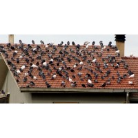 PINOS ANTI POMBOS INOX 1 MT PINOS ANTI POMBOS INOX 1 MT