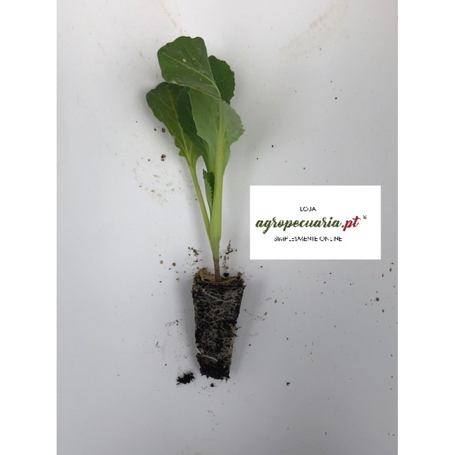 S.PLANTA REPOLHO BACALAN - UNIDADE S.PLANTA REPOLHO BACALAN - UNIDADE