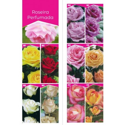 S.PROPAGULOS DE ROSEIRA PERFUMADA ENSACADA VARIADA