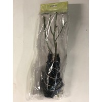S.ROSEIRA GRANDIFLORA VARIADA - CORES RARAS