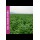 MISTURA DE PRADO MELHORANTE SOIL GUARD OUTONO -SC 10KG