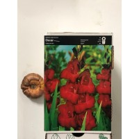 S.BOLBO GALADIOLOS - UNIDADE