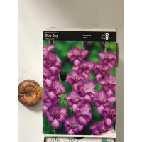 S.BOLBO GALADIOLOS - UNIDADE