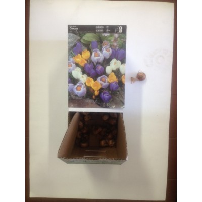 S.BOLBO CROCUS - UNIDADE