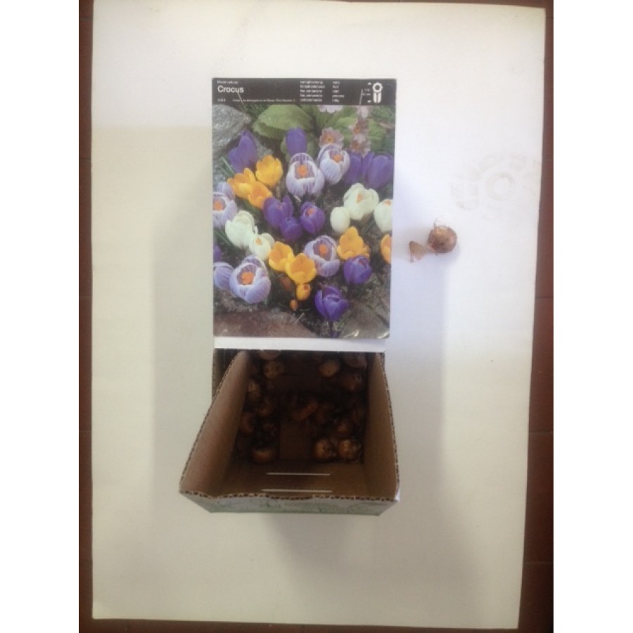 S.BOLBO CROCUS - UNIDADE S.BOLBO CROCUS - UNIDADE