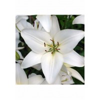 S.BOLBO LILIOS  - UNIDADE