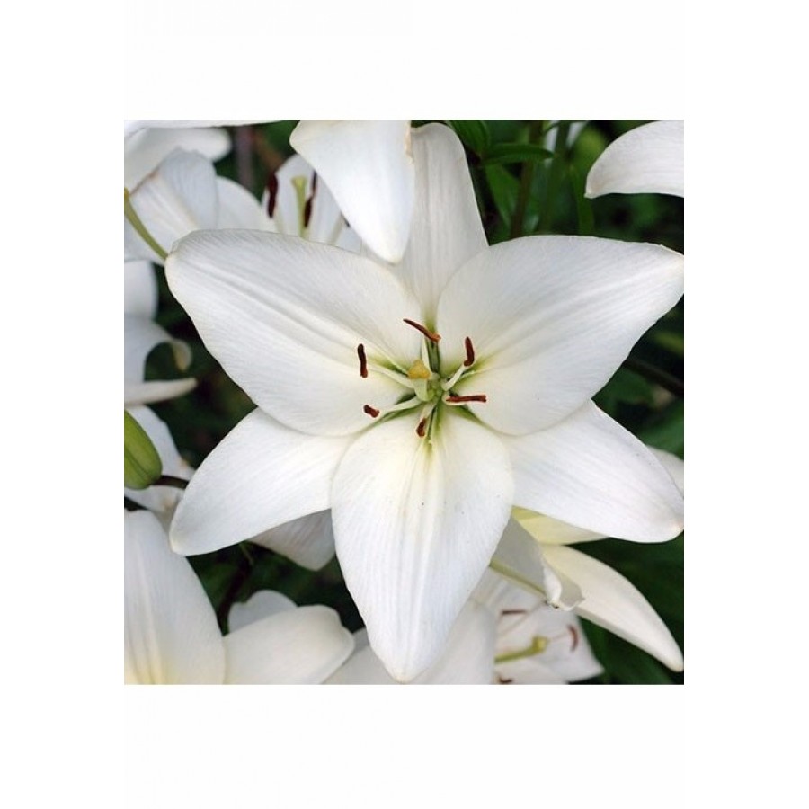 S.BOLBO LILIOS  - UNIDADE