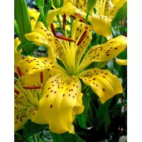 S.BOLBO LILIOS  - UNIDADE