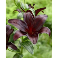 S.BOLBO LILIOS  - UNIDADE