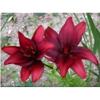 S.BOLBO LILIOS  - UNIDADE