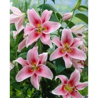 S.BOLBO LILIOS  - UNIDADE